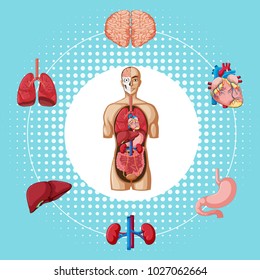 Human organs on blue background illustration