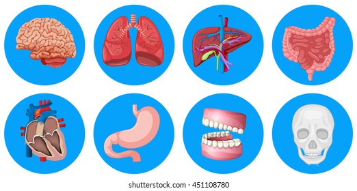 Human organs on round badge illustration