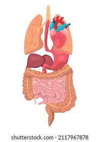 Human organs on white background