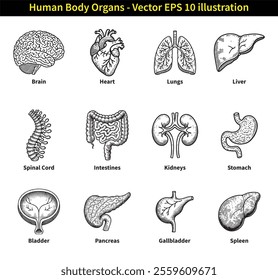 Human Organs outline diagram vector illustration. Body parts name, science, biology