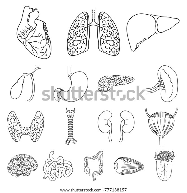 Human Organs Outline Icons Set Collection Stock Vector (Royalty Free ...