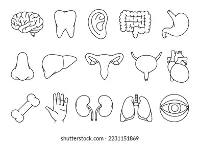 Human organs outline set. Brain, tooth, ear, intestines, stomach, nose, liver, reproductive system, bladder, heart, bone, kidneys, lungs, eyeball icon