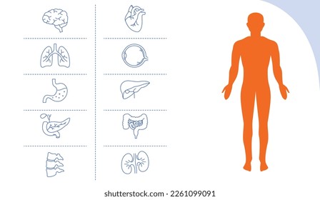 human organs pancreas, stomach, lungs, brain, kidney, heart, liver, eye, spine, gi tract line art vector illustration 