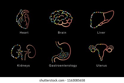human organs set. Anatomy of body. Reproductive system, heart, lungs, brain. vector illustration
