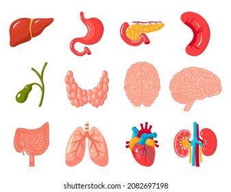 Human Organs Set Anatomy Icons Medical Stock Vector (Royalty Free ...