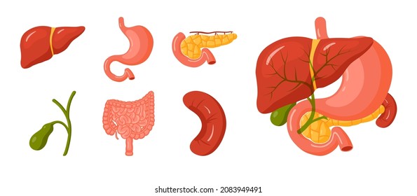 Human organs set. Anatomy icons for medical designs. Vector illustration isolated on a white background in cartoon style.