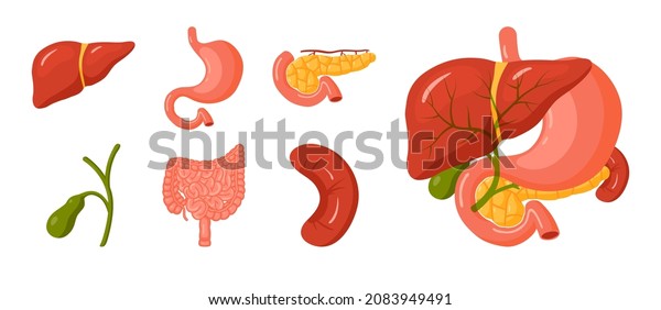 Human Organs Set Anatomy Icons Medical Stock Vector (Royalty Free ...