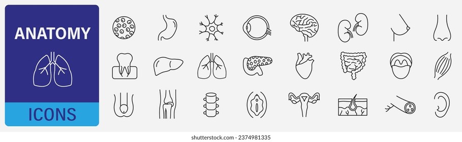 Human Organs set. Anatomy of internal organs. Vector illustration.