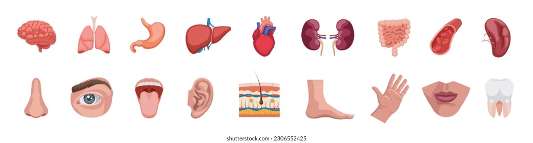Órganos humanos. Iconos de órganos de anatomía corporal humana.