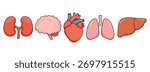 Human Organs Set with Brain, Heart, Lungs, Kidneys, and Liver. Human organs in flat design for educational materials, medical infographics, healthcare apps, anatomy books, classroom visuals. Vector 