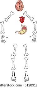 Human organs set with brain heart bones stomach. Skeleton of a man with internal organs. Vector illustration of human bones, brain, heart, stomach. 