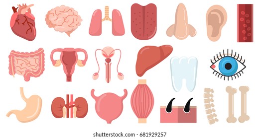 Human organs set with brain heart lungs stomach bowels kidneys tongue nose ear eye spine elements collection, flat icons set, Colorful symbols pack contains. Vector illustration. Flat style design
