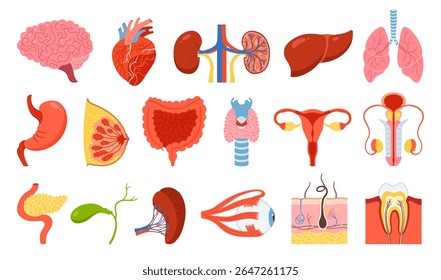Órgãos humanos ajustados. Pulmão de desenhos animados, cérebro, rins cardíacos, fígado, estômago, intestinos torácicos, sistema reprodutivo feminino masculino, pele cabelo, olho de dente, coleção de elementos do corpo. Conjunto de ícones de ilustração plana de vetor