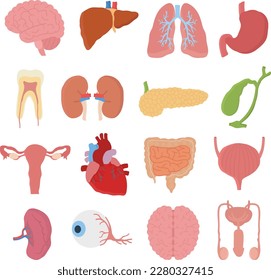 Human organs set collection vector