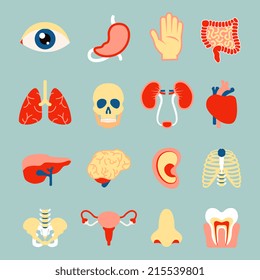 Human organs set of eye tooth lungs brain isolated vector illustration