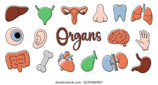 Human organs set. Heart, kidneys, gallbladder, intestines, tooth, brain, lungs, stomach, liver, eye, hand, nose, bone, ear, bladder.