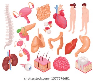 Human organs set with heart lungs and stomach isometric isolated vector illustration