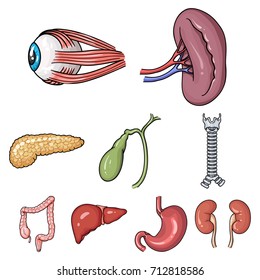 Human organs set icons in cartoon style. Big collection of human organs vector symbol stock illustration