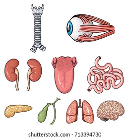 Human organs set icons in cartoon style. Big collection of human organs vector symbol stock illustration