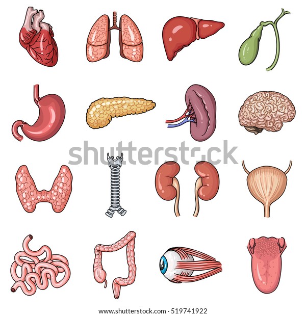 Human Organs Set Icons Cartoon Style Stock Vector (Royalty Free) 519741922