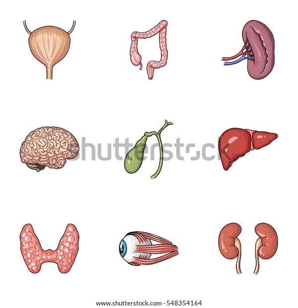 Human Organs Set Icons Cartoon Style Stock Vector (Royalty Free) 548354164