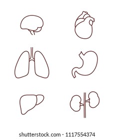 human organs, a set of icons, linear symbol vector