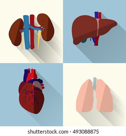 Human organs set, kidneys and liver, heart and lungs, creative flat design, isolated on white and blue background, with long shadow, vector