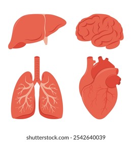 Human organs set. Lungs, heart, brain, liver Vector illustration