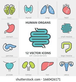 Human organs. Set of quality vector icons with editable line thickness and colored elements