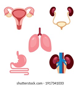 Human organs. Set of organs. Vector illustration