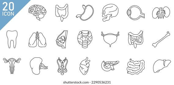 Human organs set. Vector illustration. Line style design