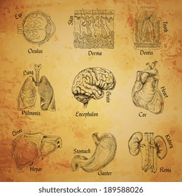 Human organs sketch set of eye skin tooth lung brain isolated vector illustration