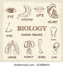 human organs in sketches style set. Vector illustration background