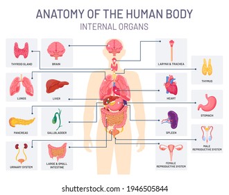 Human organs system. Medical body anatomy, man internal physiology. Respiratory, reproductive and digestive systems vector infographic. Anatomy human chart, medicine internal organ system illustration