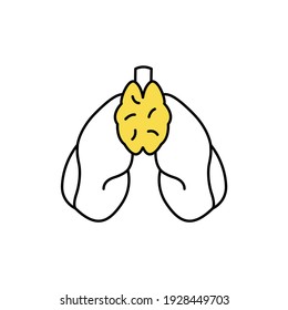 Human organs thymus color line icon. Pictogram for web page, mobile app, promo. UI UX GUI design element. Editable stroke.