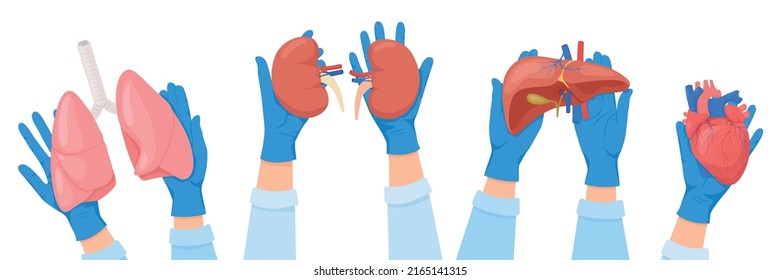 Human organs transplantation flat set of compositions with human hands in medical gloves holding internal organs vector illustration