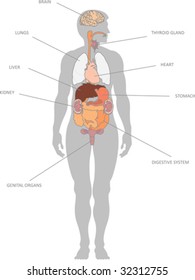 Human organs in vector