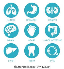 Human organs - vector icons collection