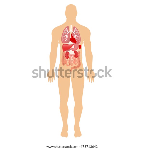 Human Organs Vector Illustration Human Anatomical Stock Vector Royalty Free 478713643