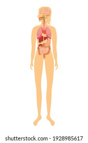 Órganos humanos en vector sobre un fondo blanco. Mujer.