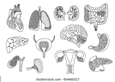 Human organs vector set, anatomy hand drawn collection isolated on white background