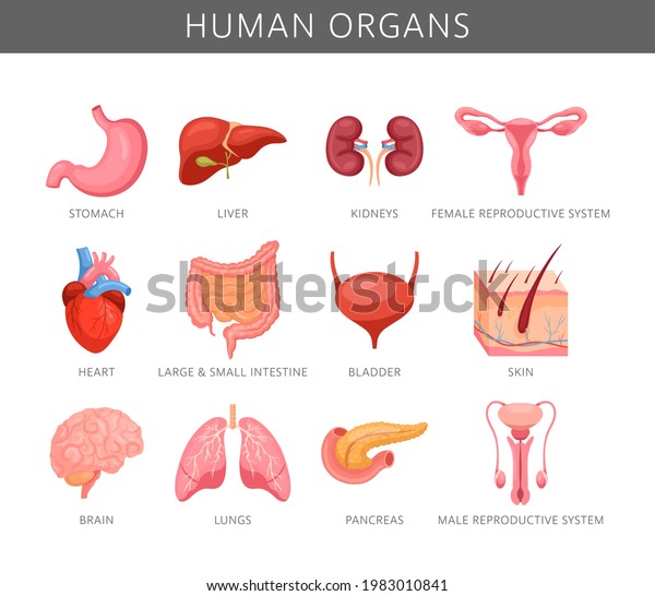 Human Organs Vector Set Internal Organs Stock Vector (Royalty Free ...