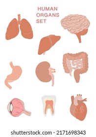 Human organs vector set isolated on white background.