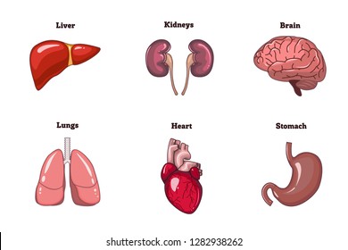 Human organs. Vector set.  liver, heart, brain, lungs, kidneys and stomach. Cartoon anatomy