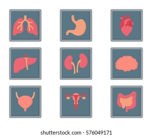 human organs x-ray flat icon