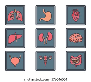 human organs x-ray organs icon
