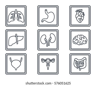 human organs x-ray line icon