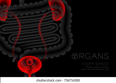 Human Organs X-ray set, Kidney and Bladder infection concept idea red color illustration isolated glow in the dark background, with Organ text icon and copy space