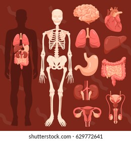 human organs,skeletal