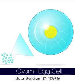 ovocitos o óvulos de mamífero formados en el ciclo menstrual el día 14 ilustración vectorial con óvulo aislado y ampliado de un grupo de oocitos.